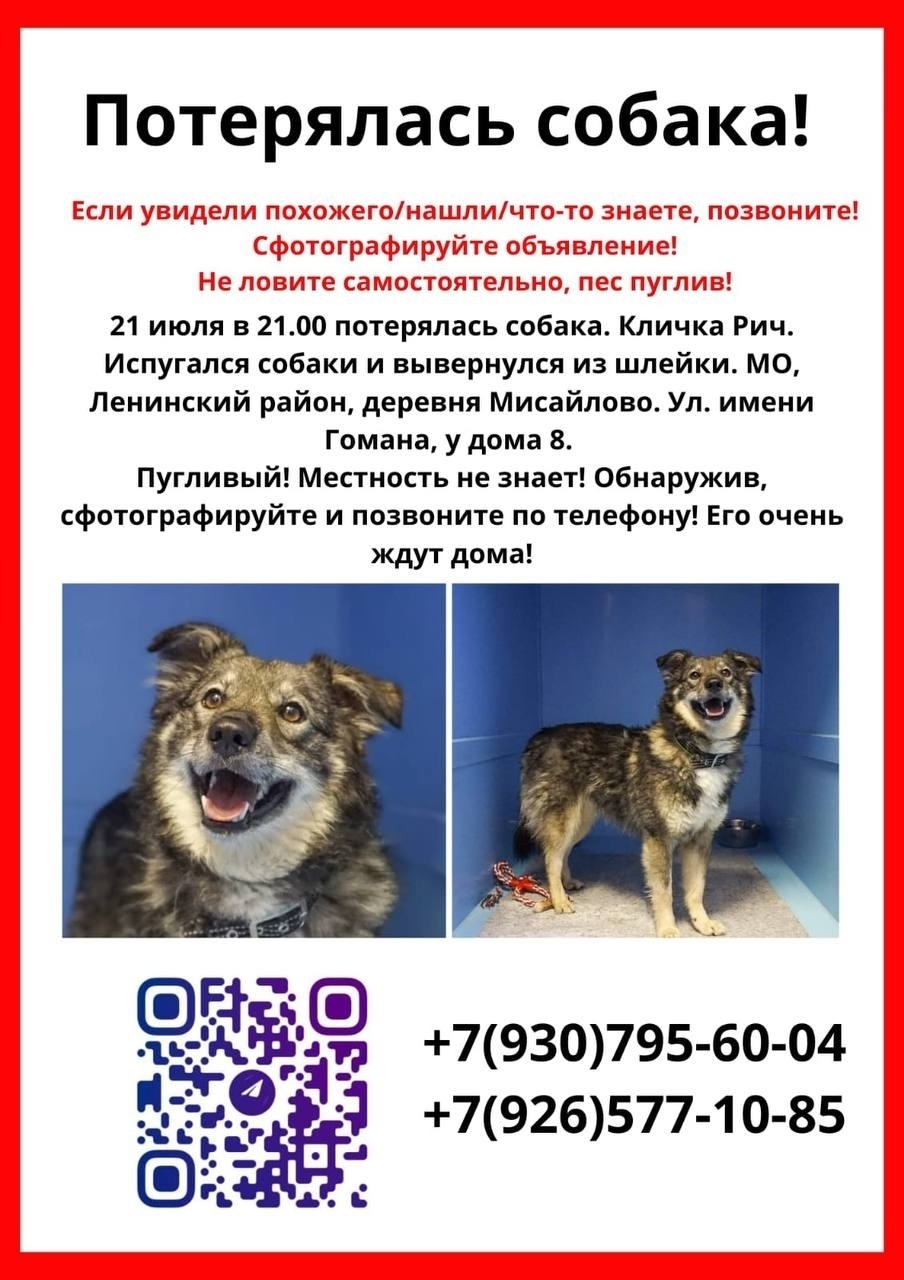 Пропала собака в Видном — фото объявления
