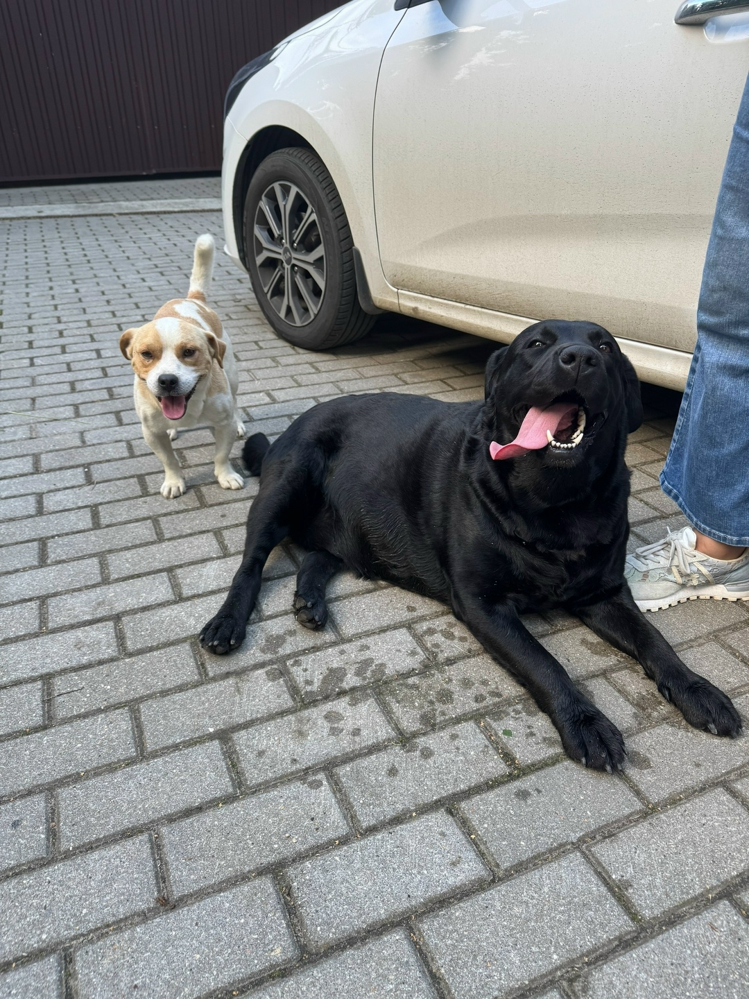 Найдена собака в Видном — фото объявления