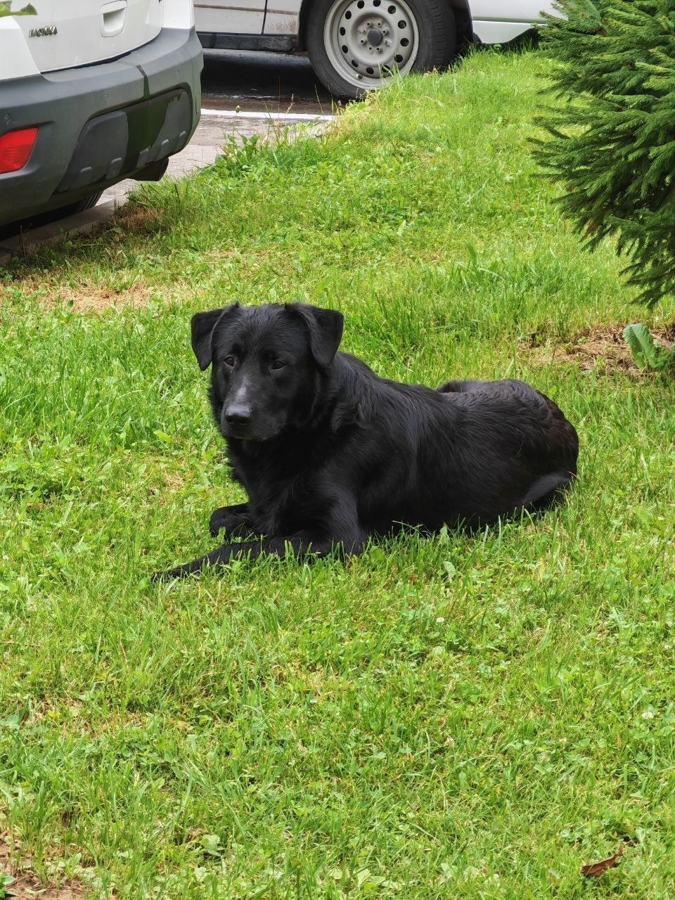 Пропала собака в Видном — фото объявления