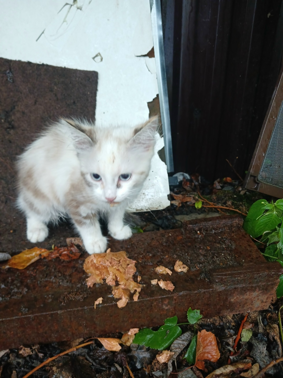 Пропала кошка в Видном — фото объявления