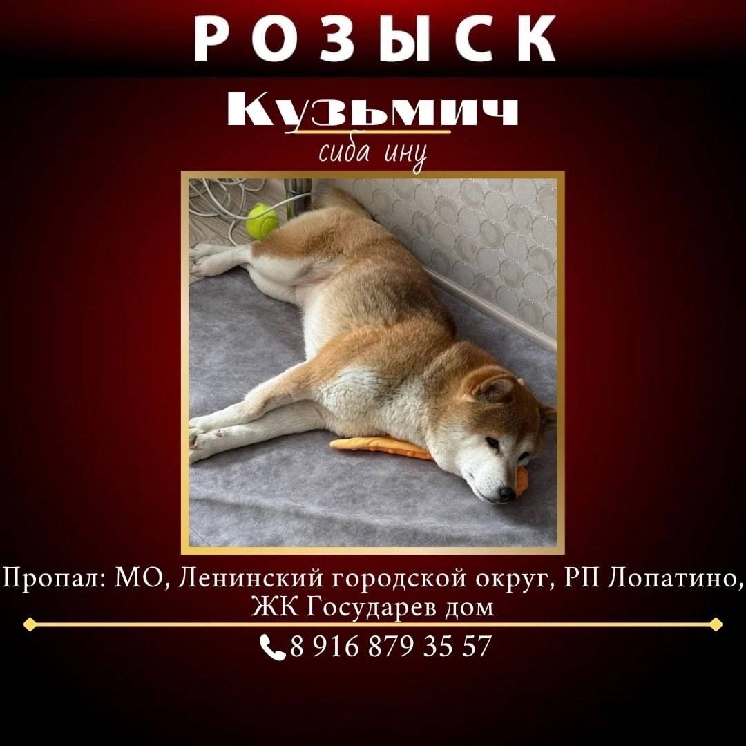 Пропала собака в Видном — фото объявления