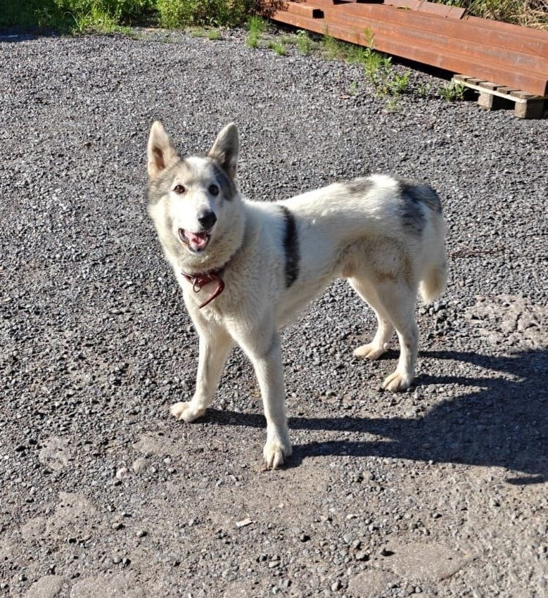 Найдена собака в Видном — фото объявления