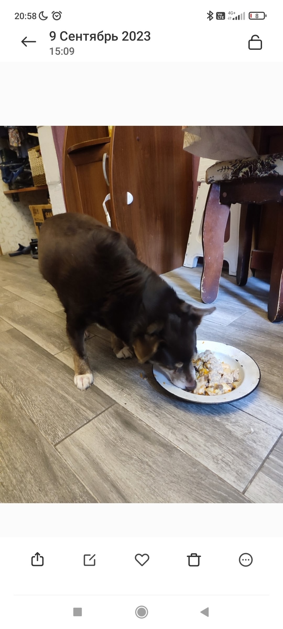 Пропала собака в Видном — фото объявления