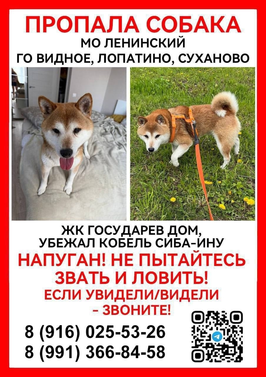 Пропала собака в Видном — фото объявления