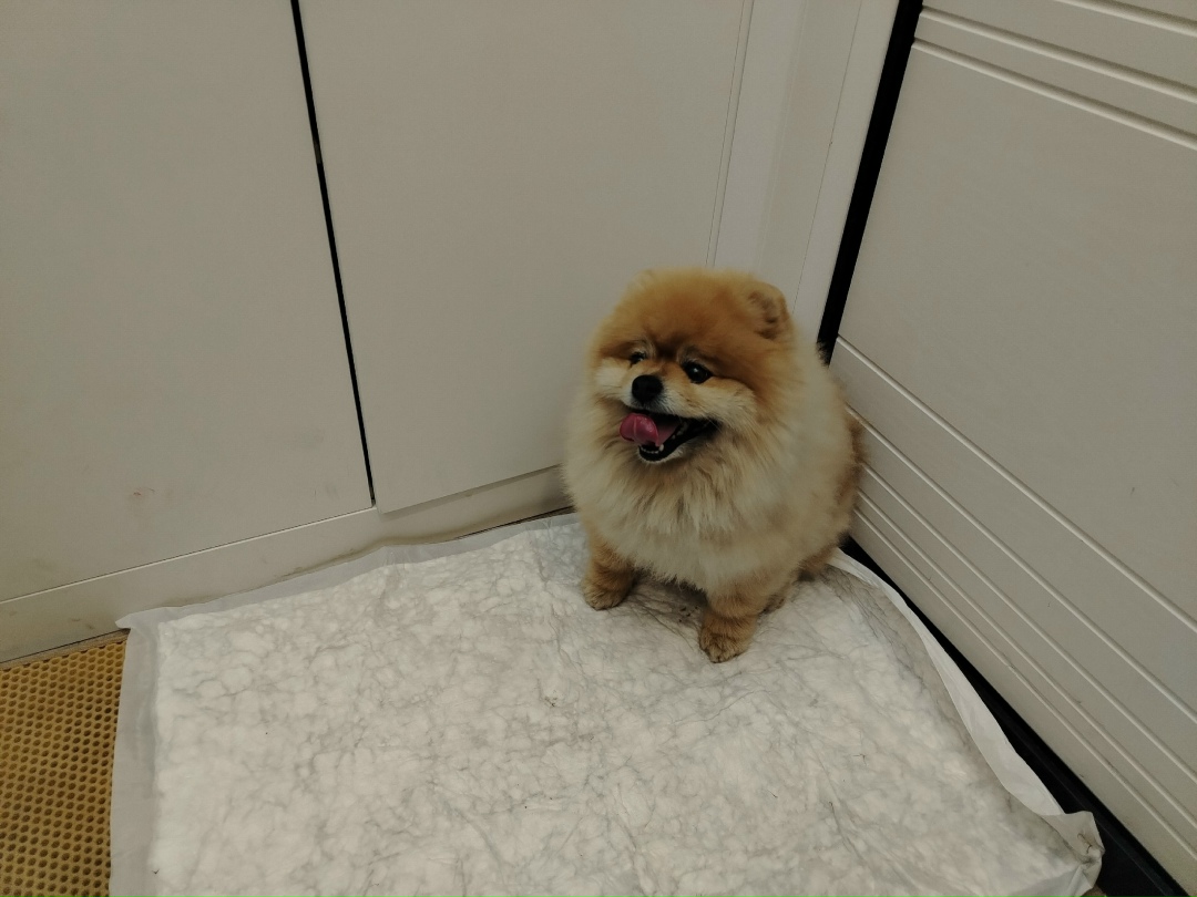 Найдена собака в Дмитрове — фото объявления