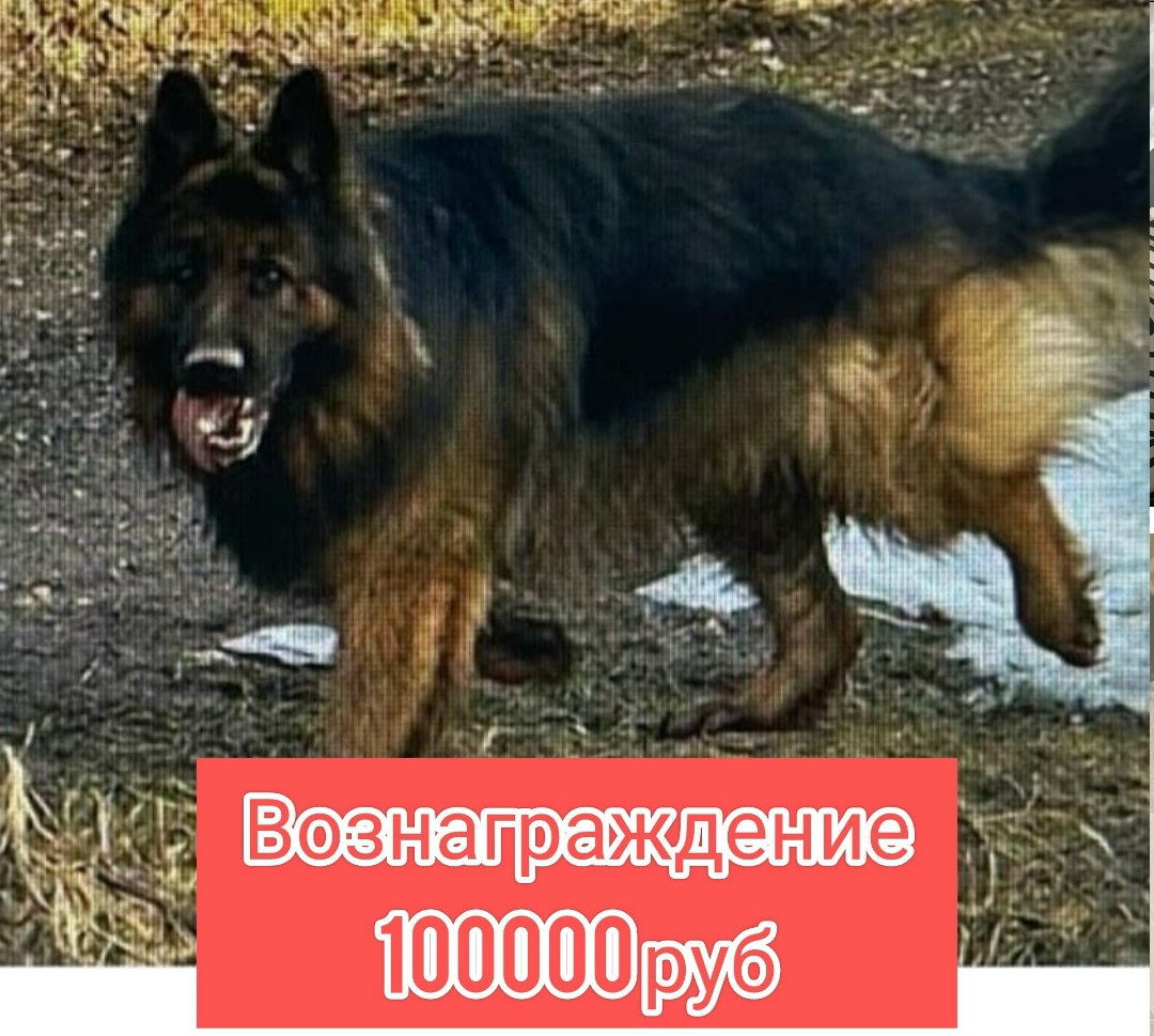 Пропала собака в Дмитрове — фото объявления