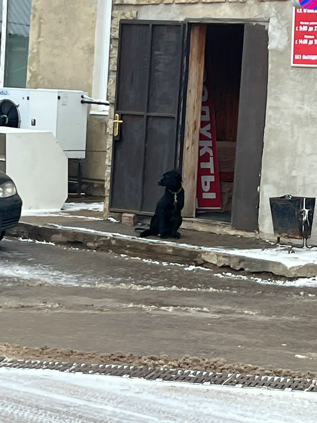 Пропала собака в Дмитрове — фото объявления