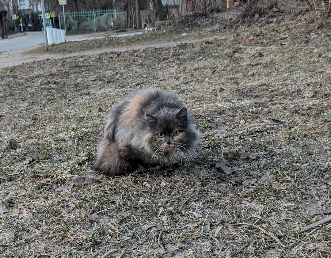 Пропала кошка в Дмитрове — фото объявления