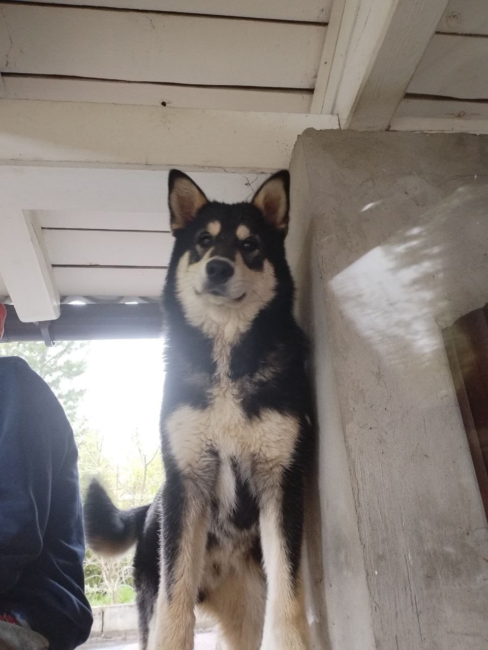 Пропала собака в Дмитрове — фото объявления