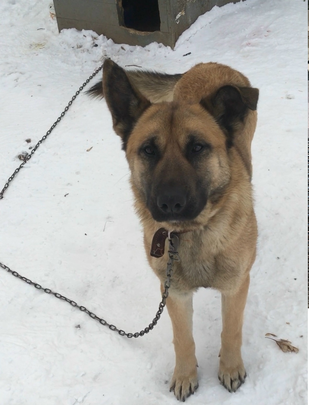 Пропала собака в Дмитрове — фото объявления