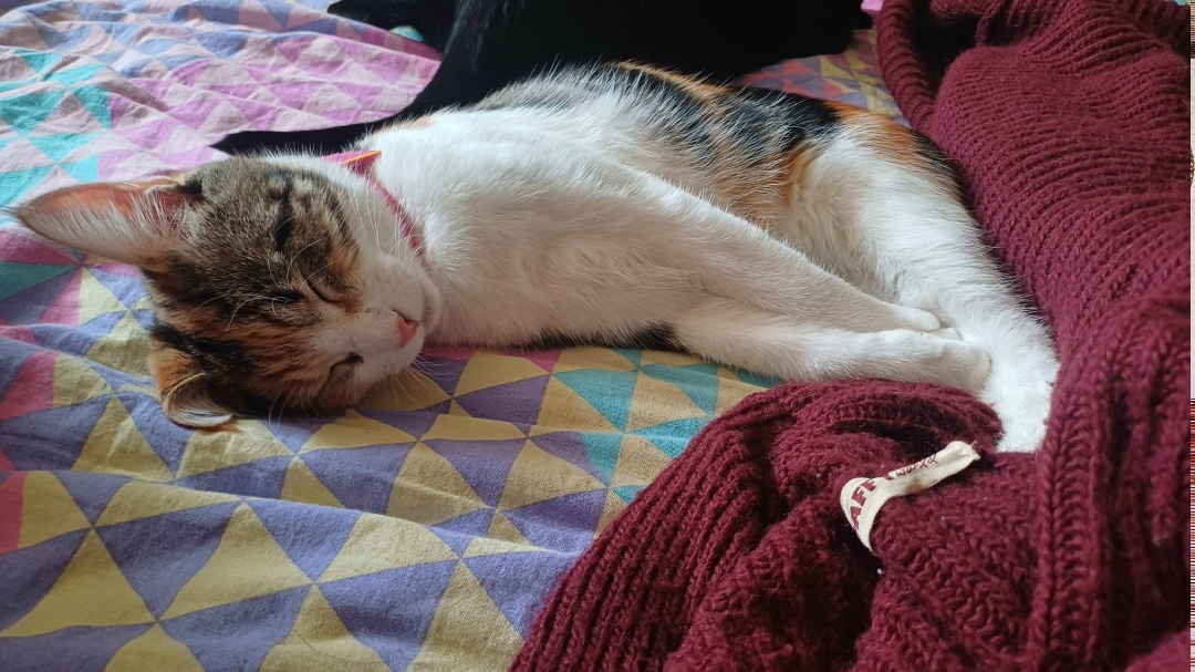 Найдена кошка в Дмитрове — фото объявления