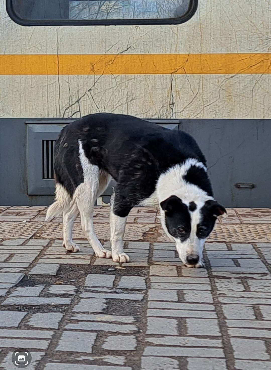 Пропала собака в Дмитрове — фото объявления