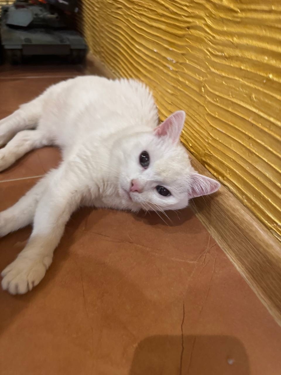 Пропала кошка в Дмитрове — фото объявления