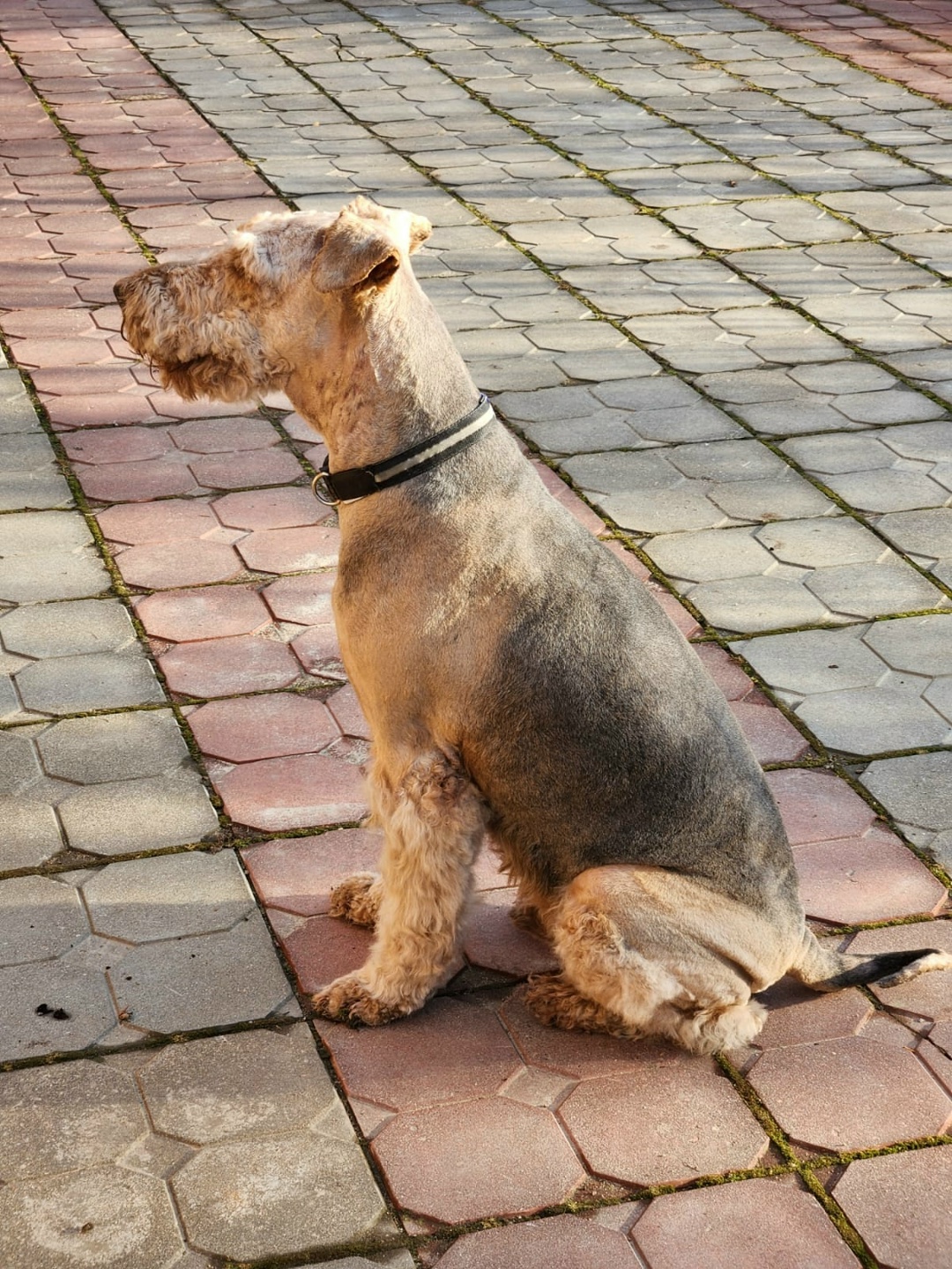 Пропала собака в Дмитрове — фото объявления