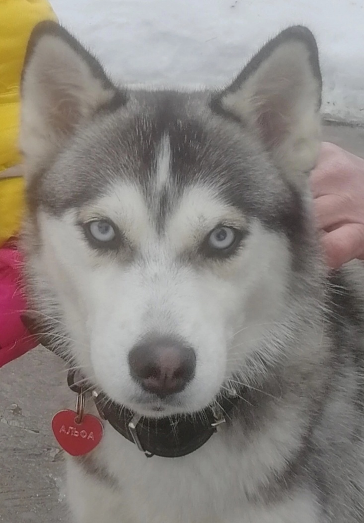 Пропала собака в Дмитрове — фото объявления