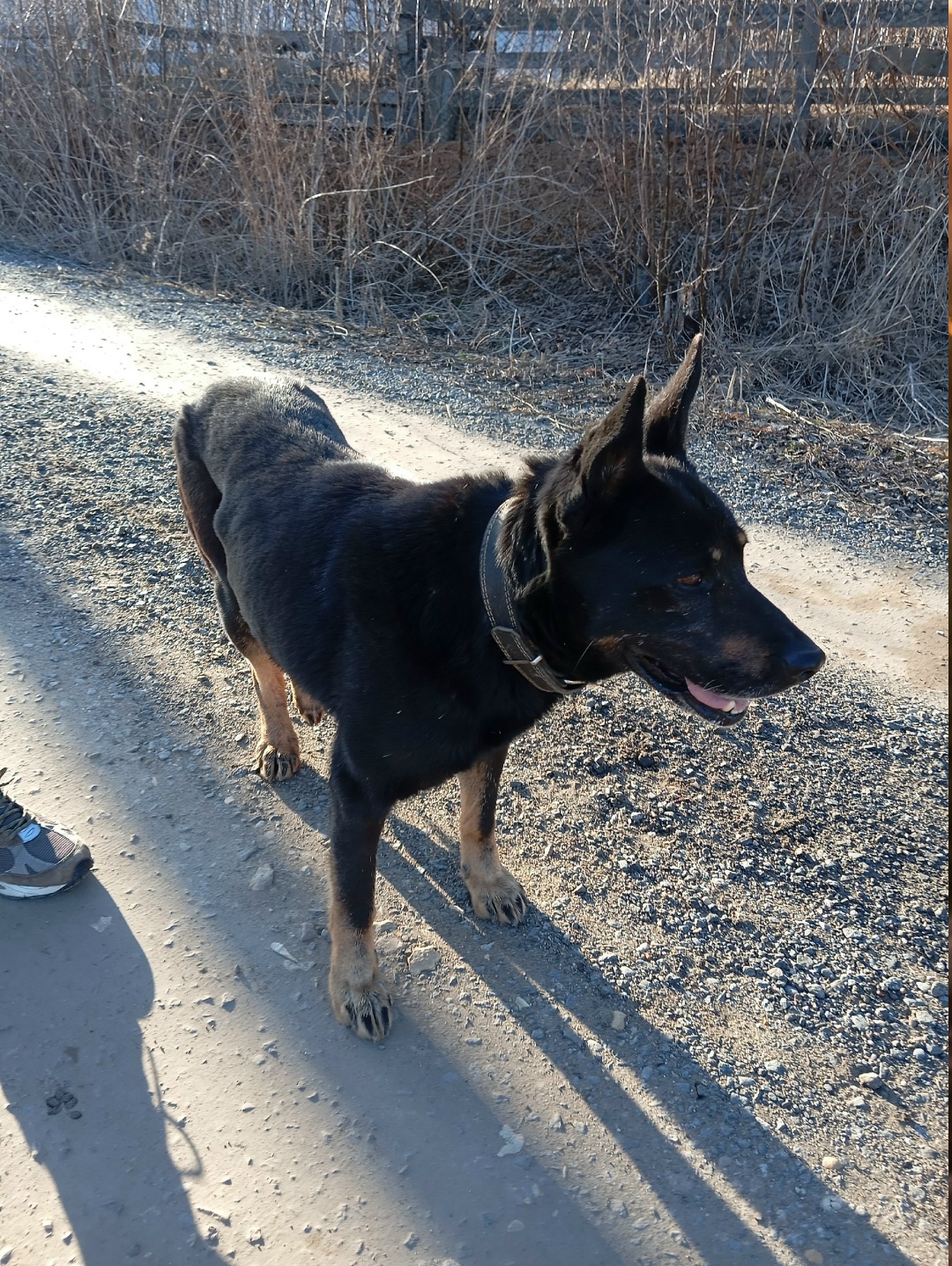 Найдена собака в Дмитрове — фото объявления