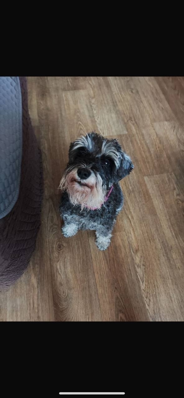 Пропала собака в Дмитрове — фото объявления