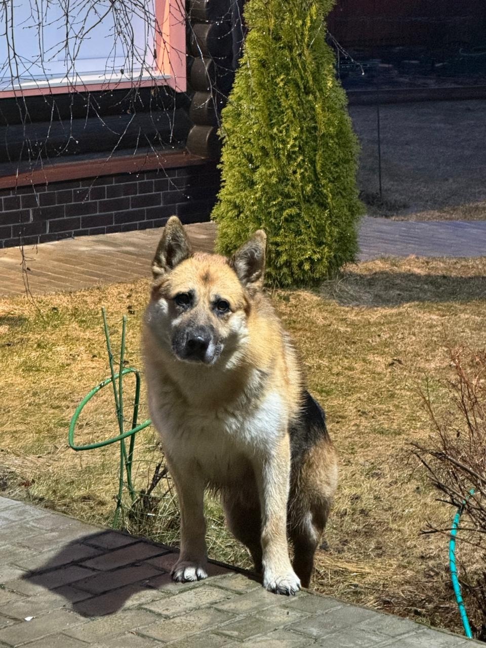 Найдена собака в Дмитрове — фото объявления