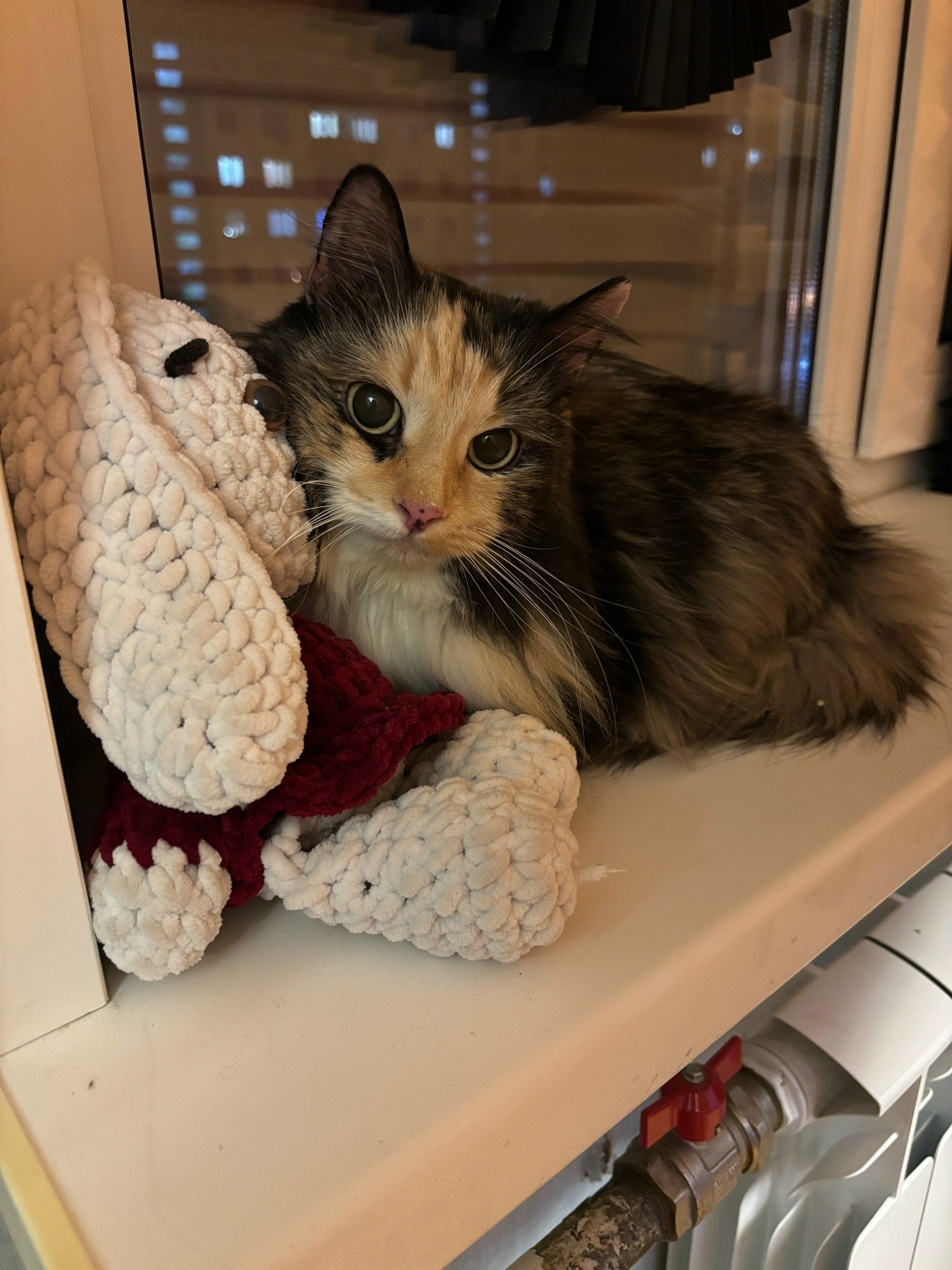 Найдена кошка в Дмитрове — фото объявления