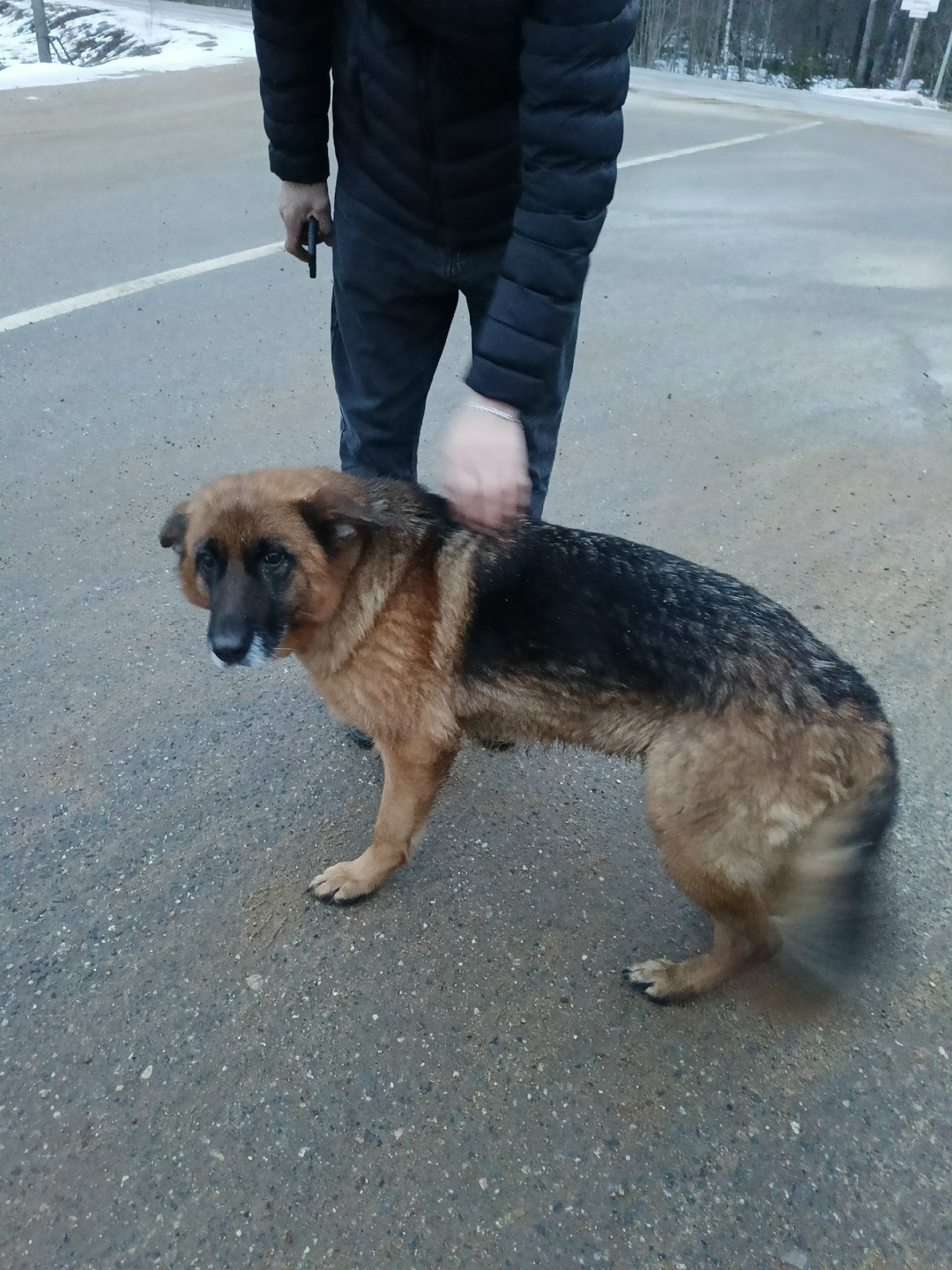 Найдена собака в Дмитрове — фото объявления