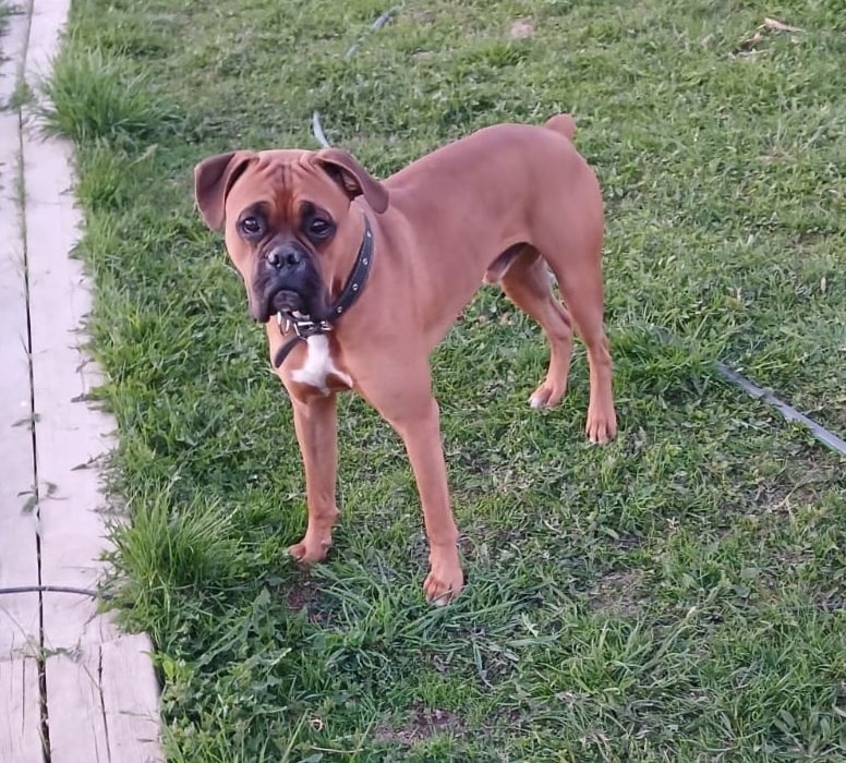 Пропала собака в Дмитрове — фото объявления