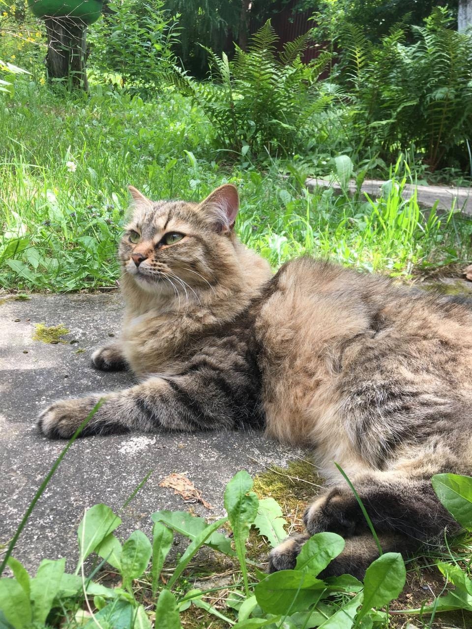 Пропала кошка в Дмитрове — фото объявления