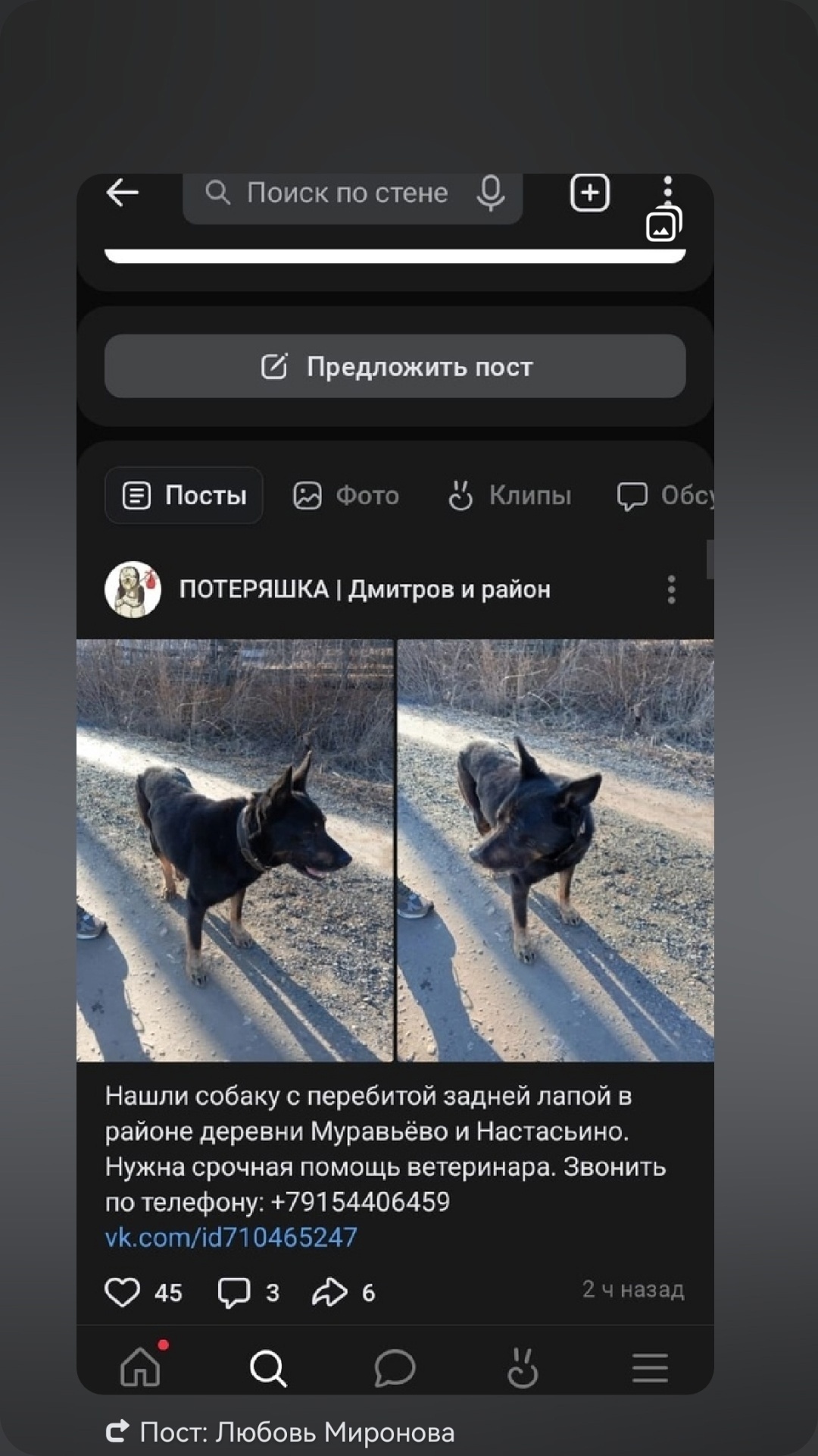 Найдена собака в Дмитрове — фото объявления