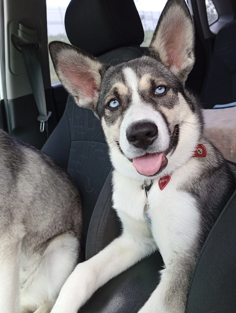 Пропала собака в Дмитрове — фото объявления