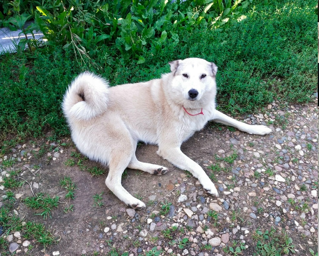 Пропала собака в Дмитрове — фото объявления
