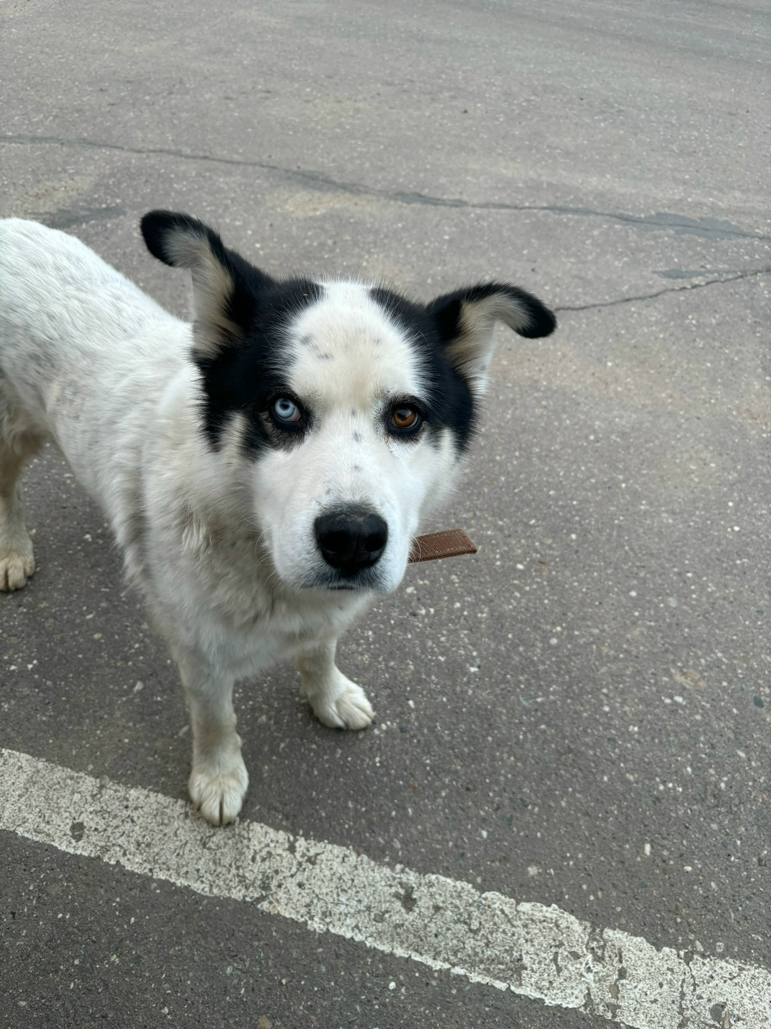 Найдена собака в Дмитрове — фото объявления