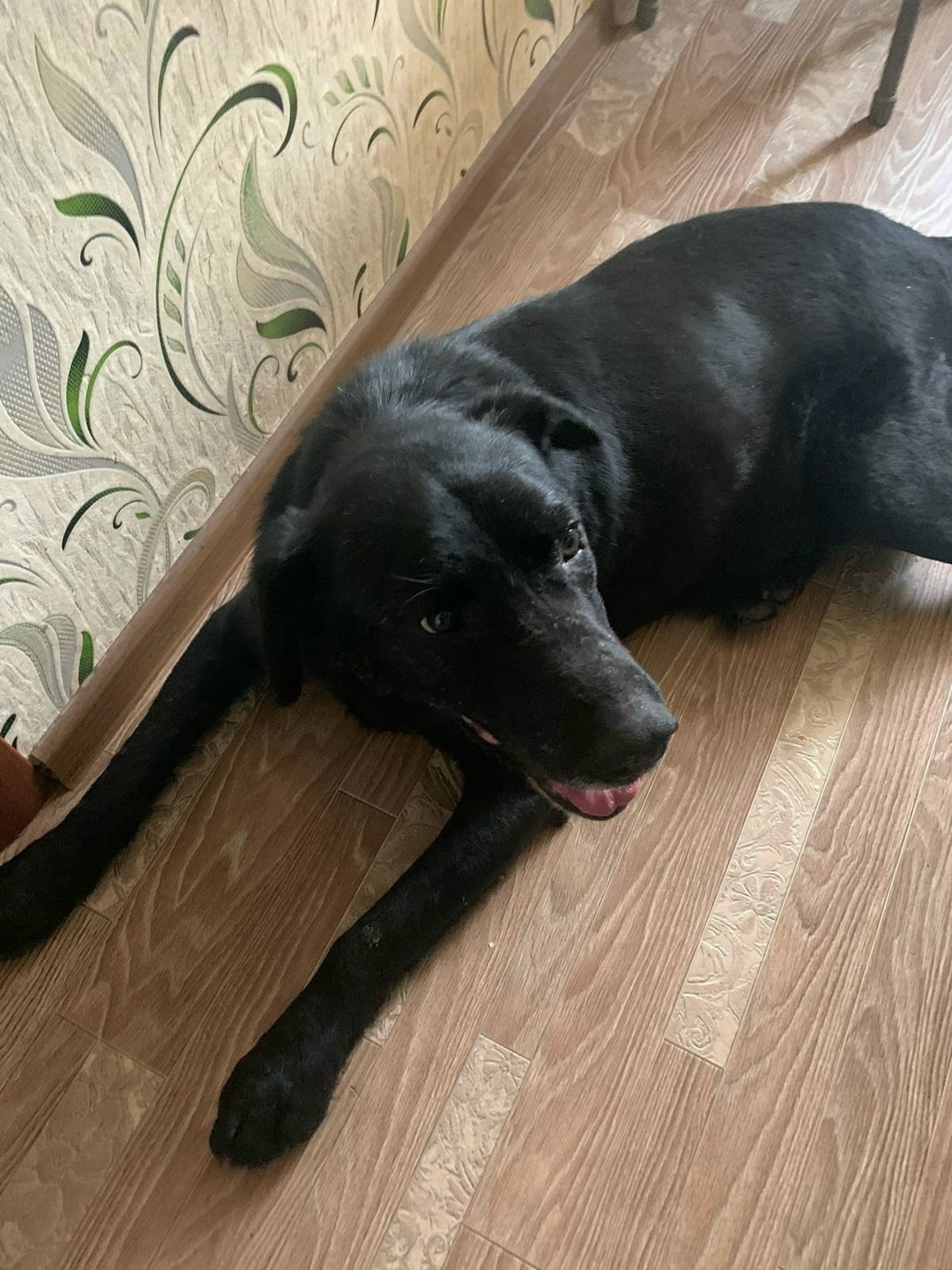 Найдена собака в Дмитрове — фото объявления