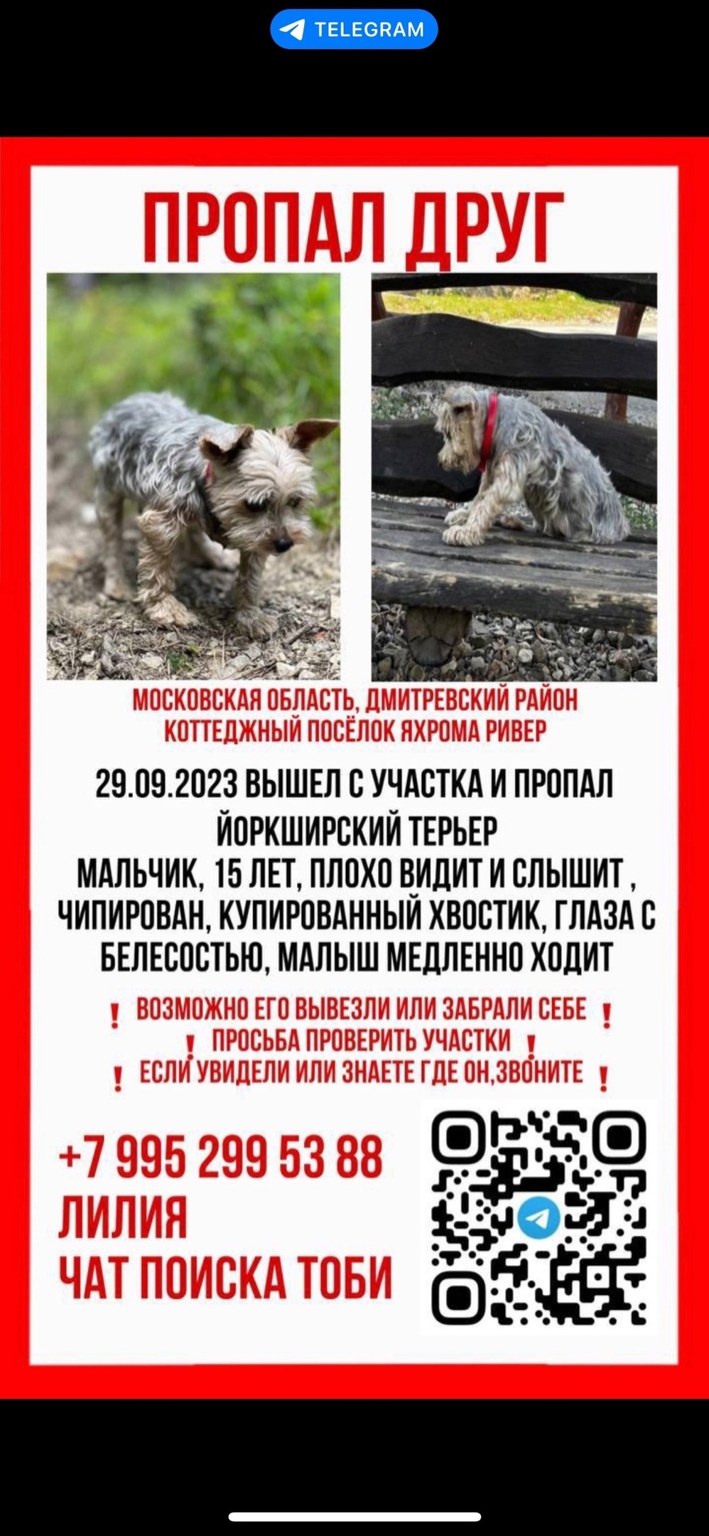 Пропала собака в Дмитрове — фото объявления