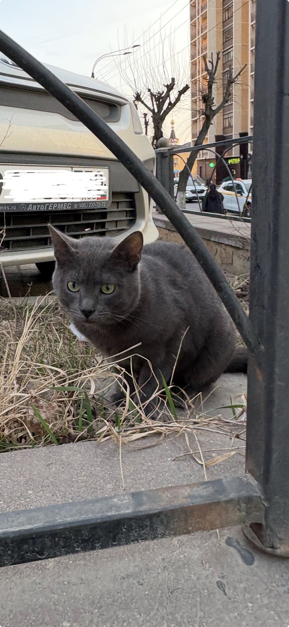 Пропала кошка в Дмитрове — фото объявления