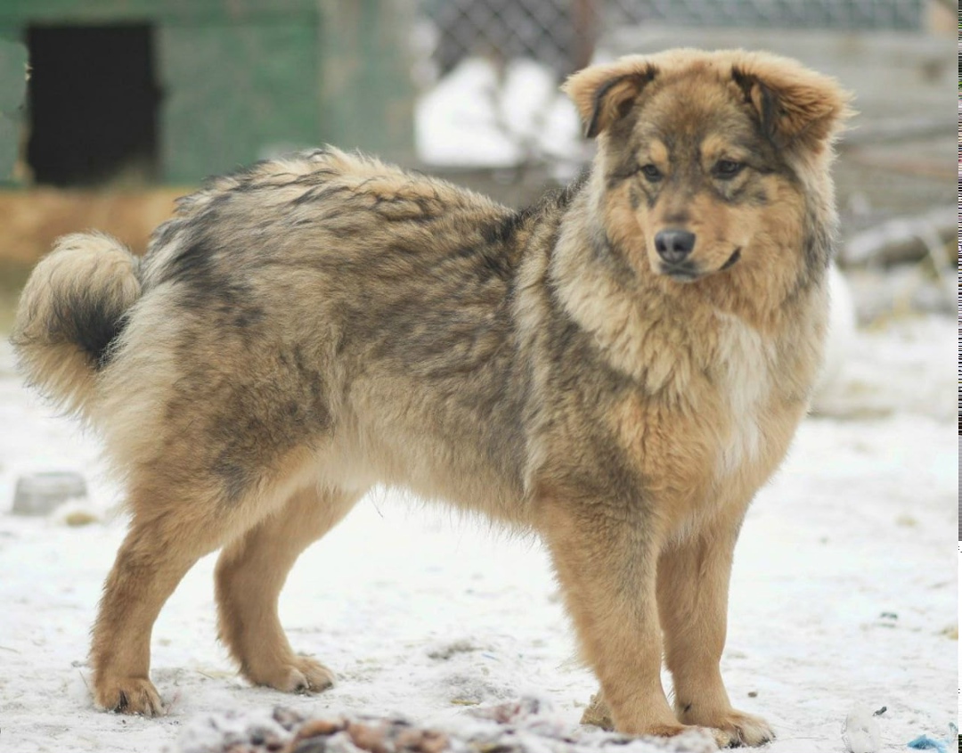Пропала собака в Дмитрове — фото объявления