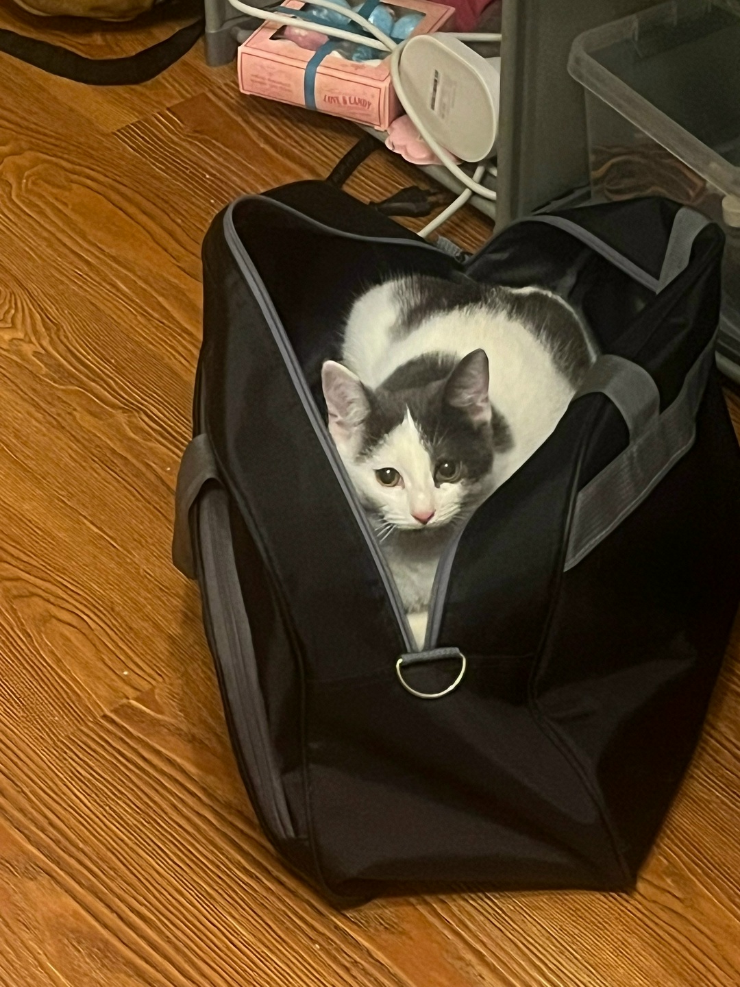 Найдена кошка в Дмитрове — фото объявления