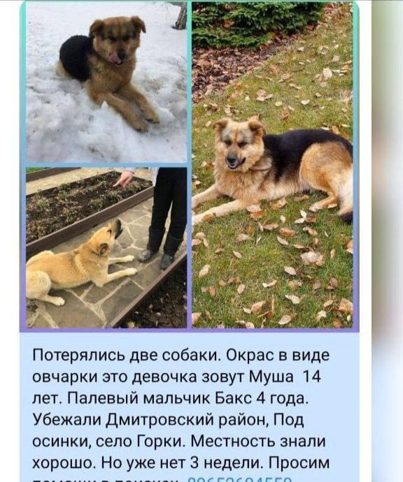 Пропала собака в Дмитрове — фото объявления