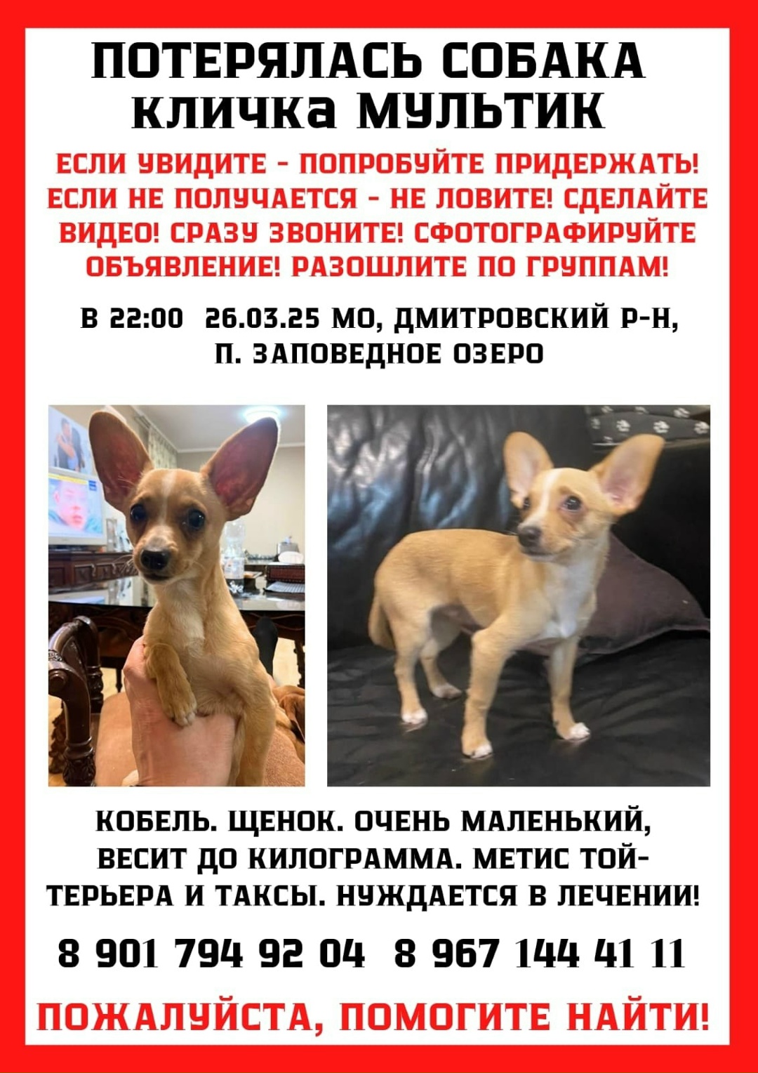 Пропала собака в Дмитрове — фото объявления