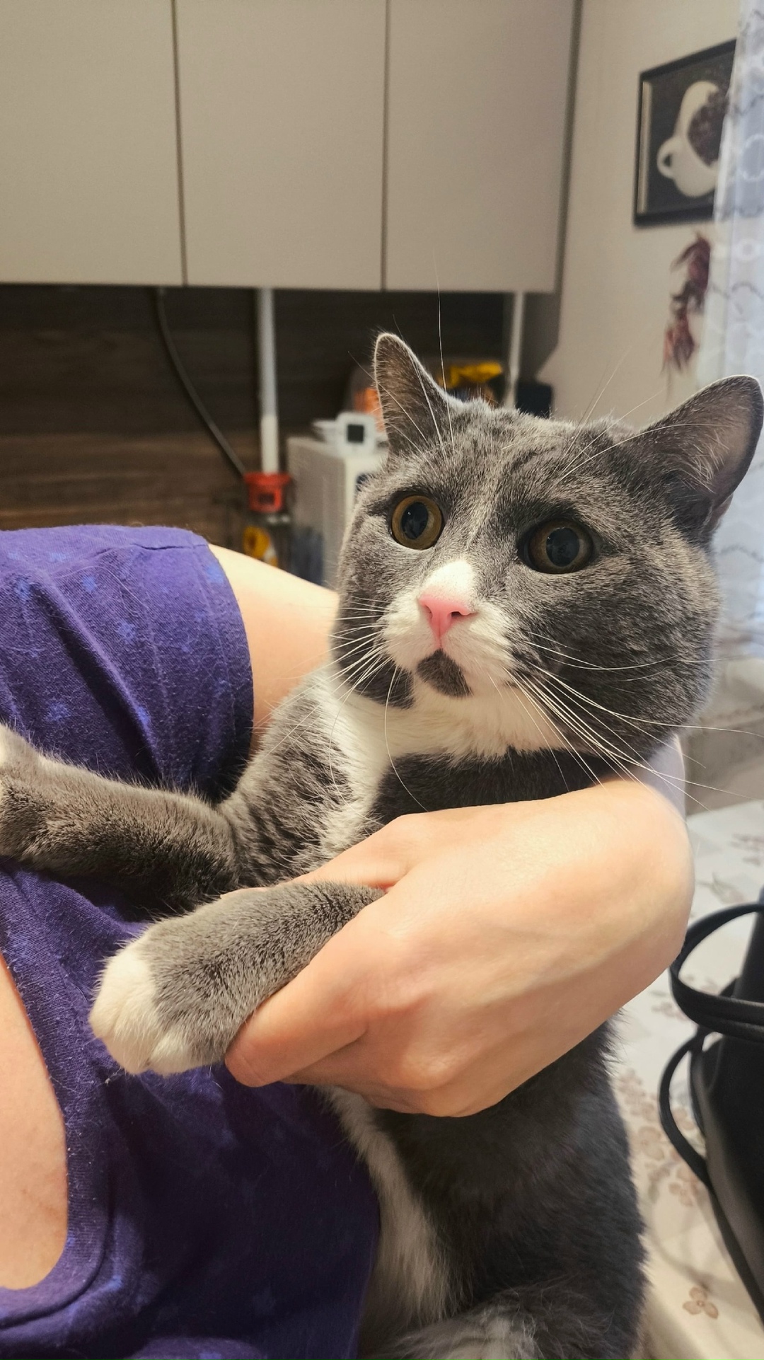 Найдена кошка в Дмитрове — фото объявления