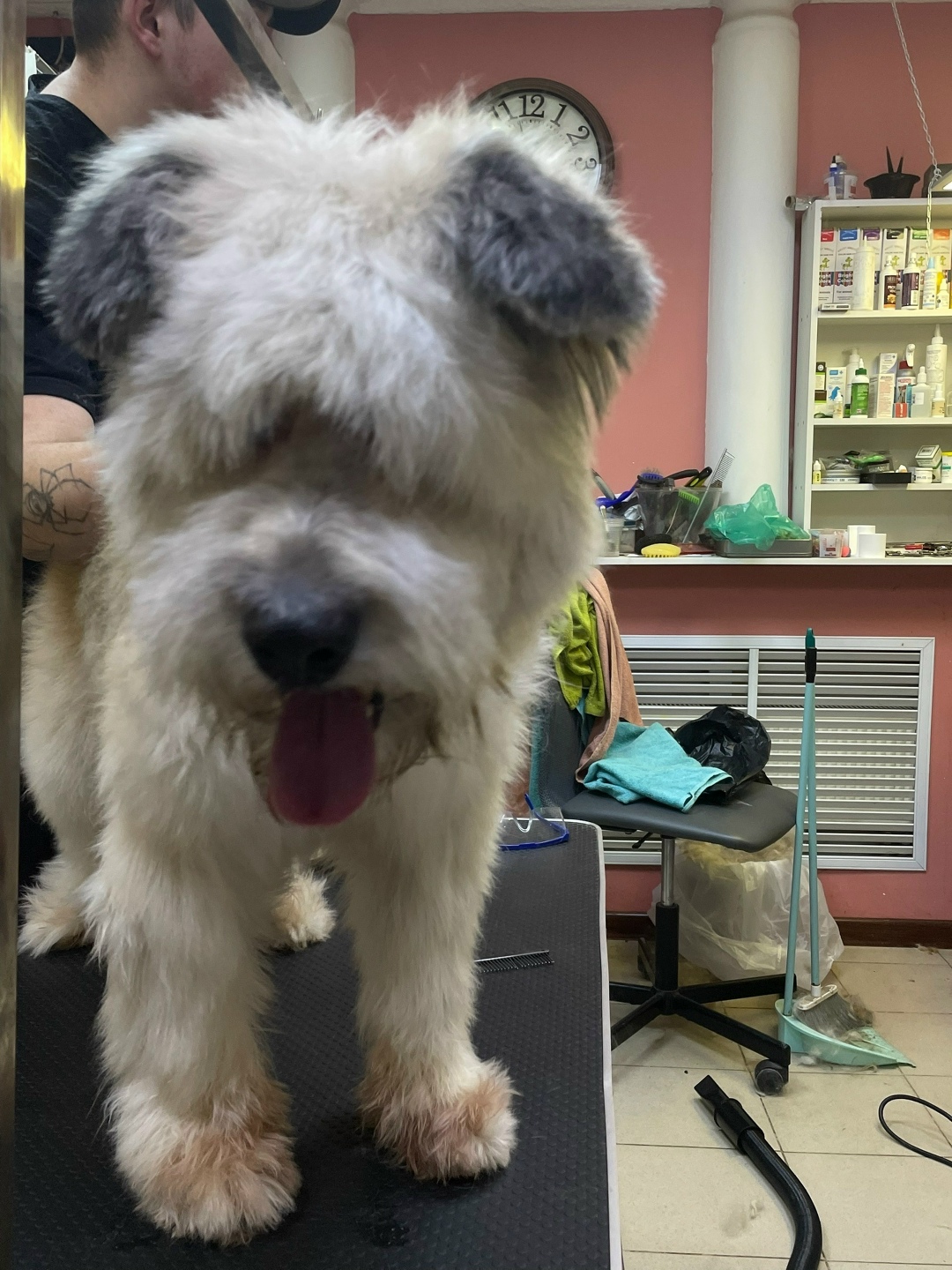 Пропала собака в Дмитрове — фото объявления