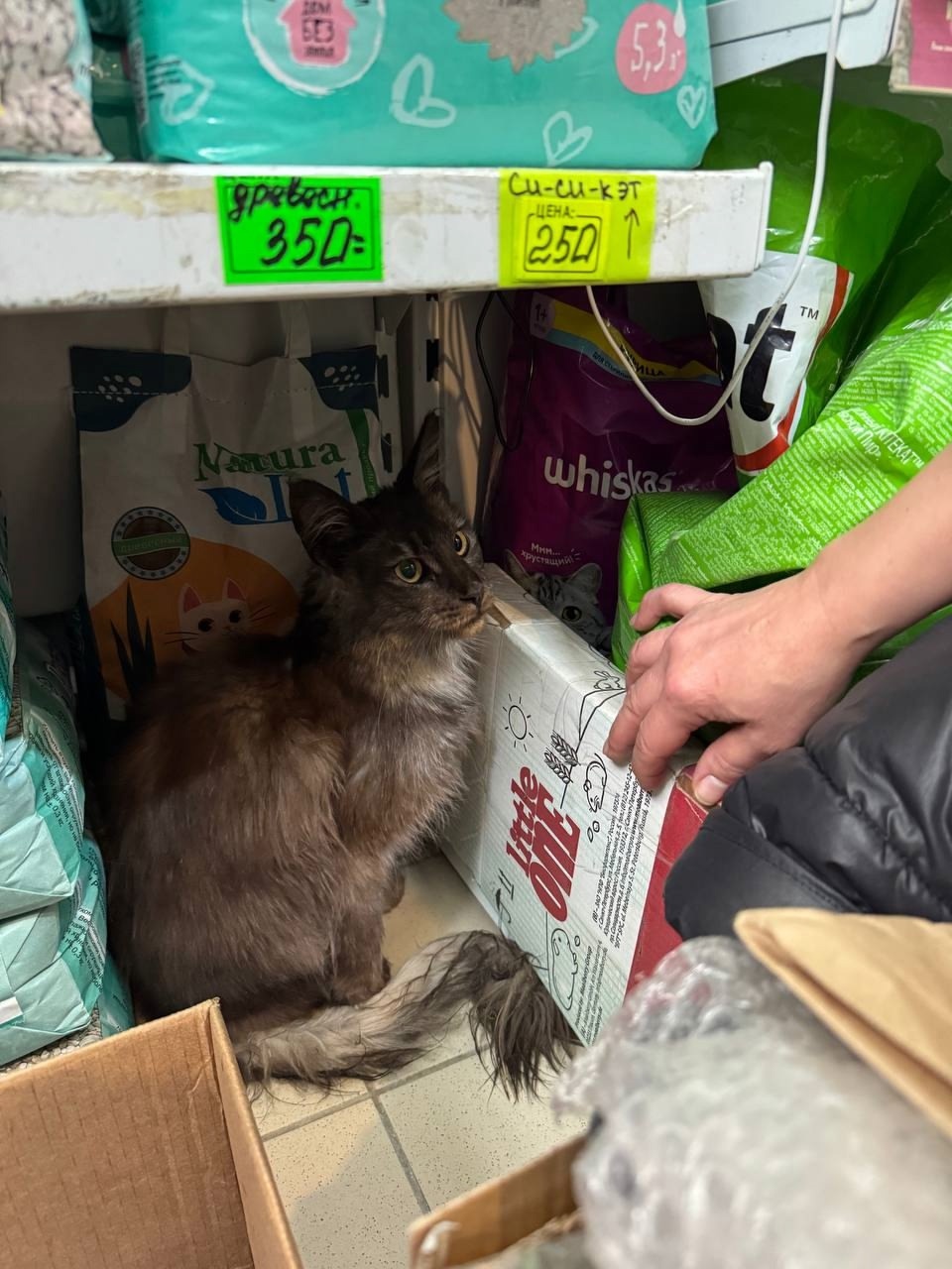 Найдена кошка в Дмитрове — фото объявления