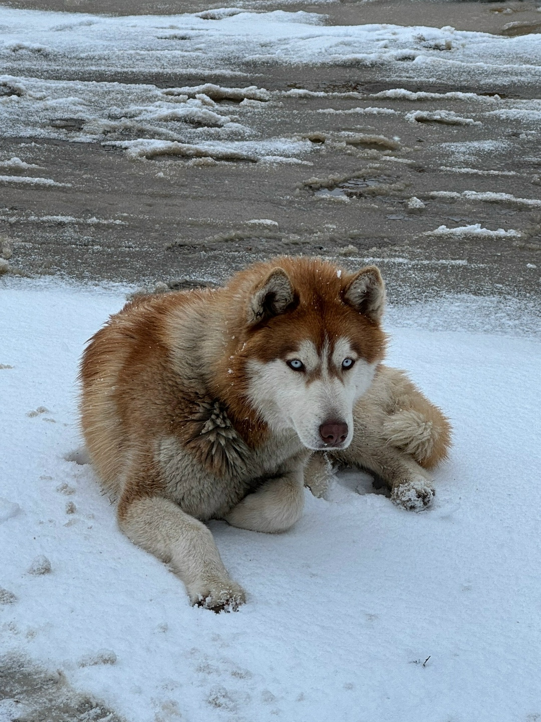 Пропала собака в Дмитрове — фото объявления