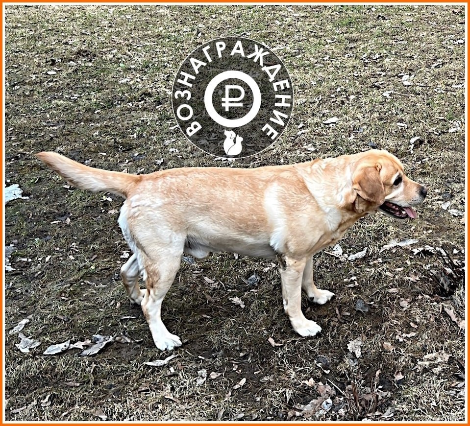 Пропала собака в Дмитрове — фото объявления