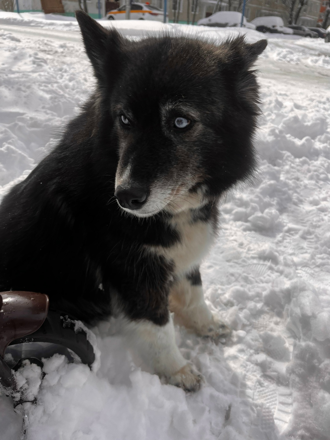 Найдена собака в Дмитрове — фото объявления
