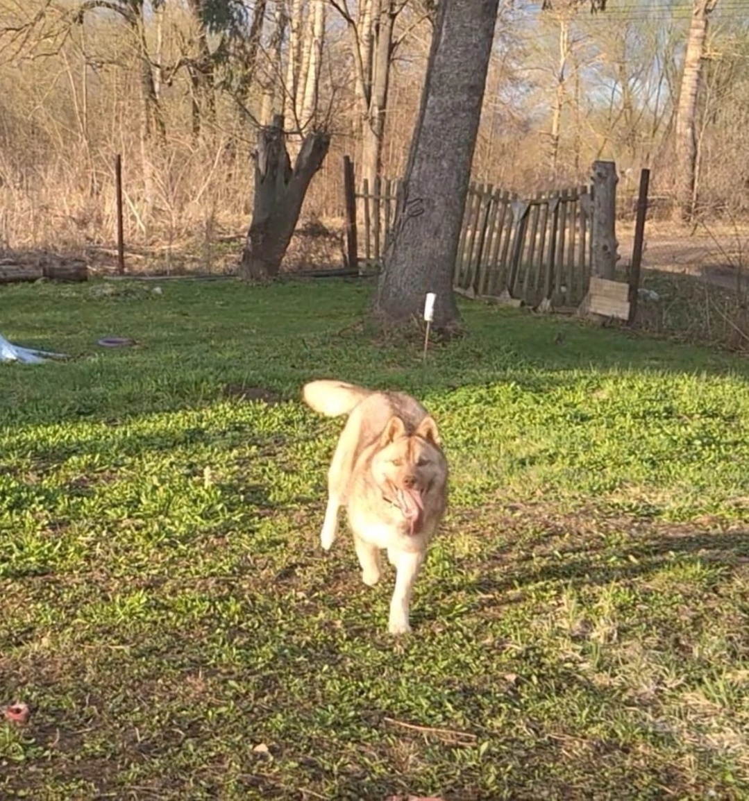 Пропала собака в Дмитрове — фото объявления