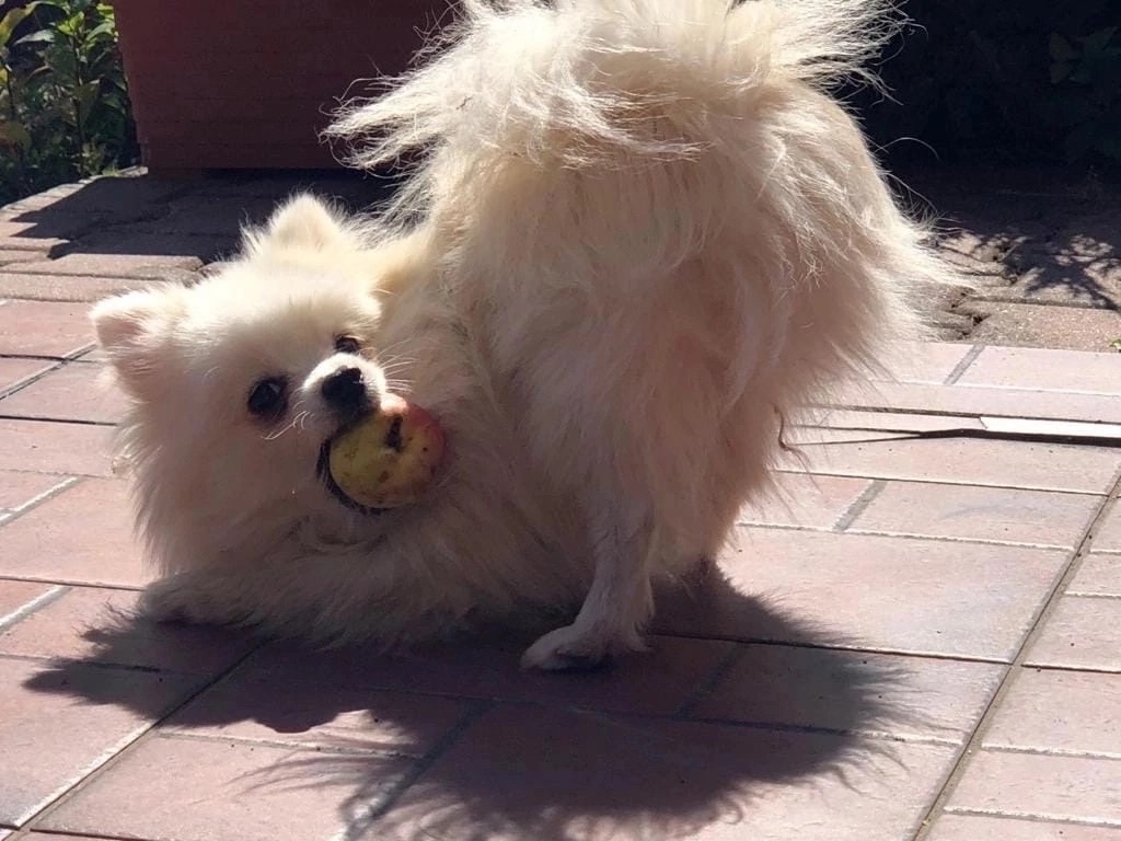 Пропала собака в Дмитрове — фото объявления