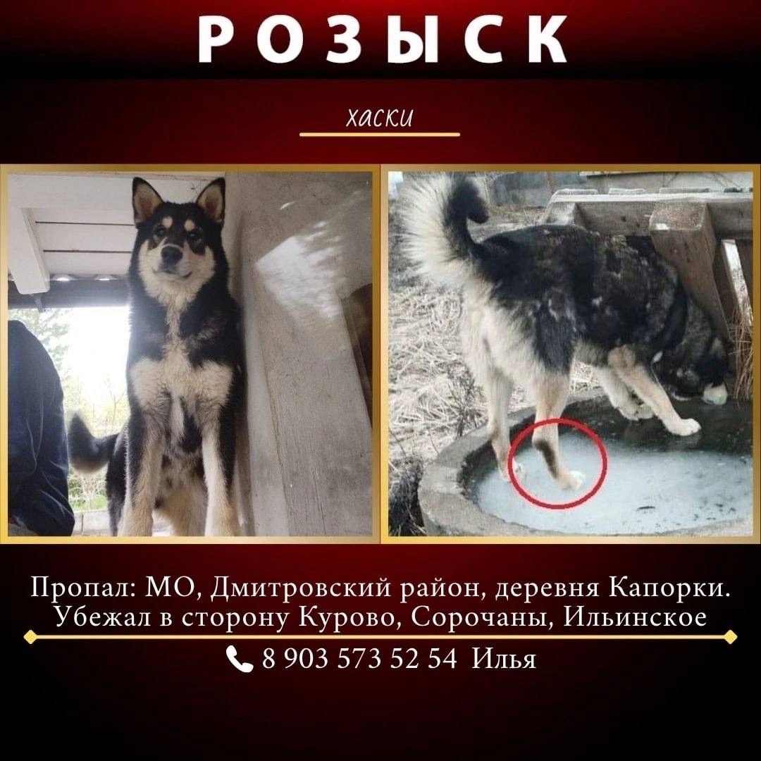 Пропала собака в Дмитрове — фото объявления
