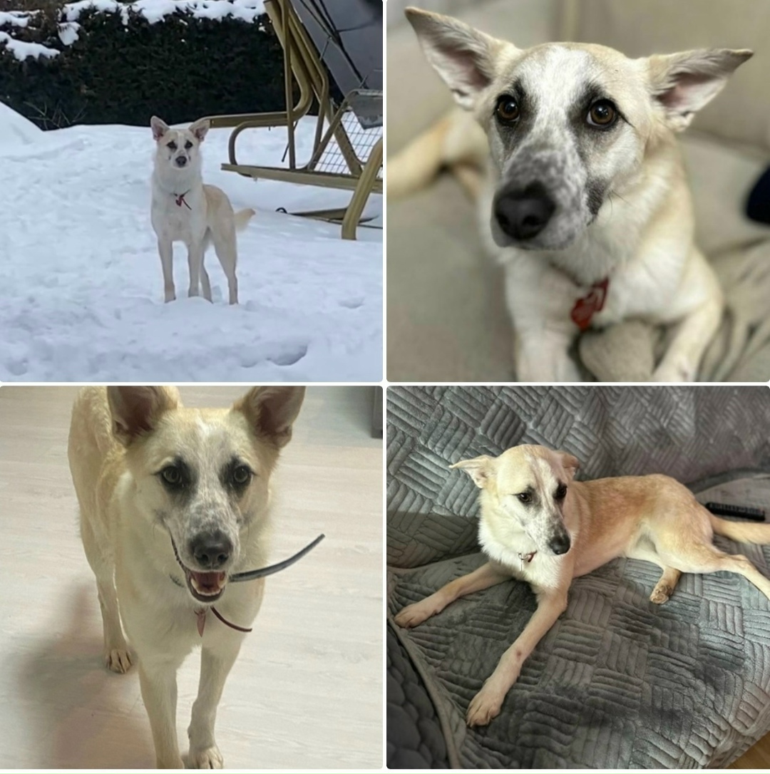 Пропала собака в Дмитрове — фото объявления