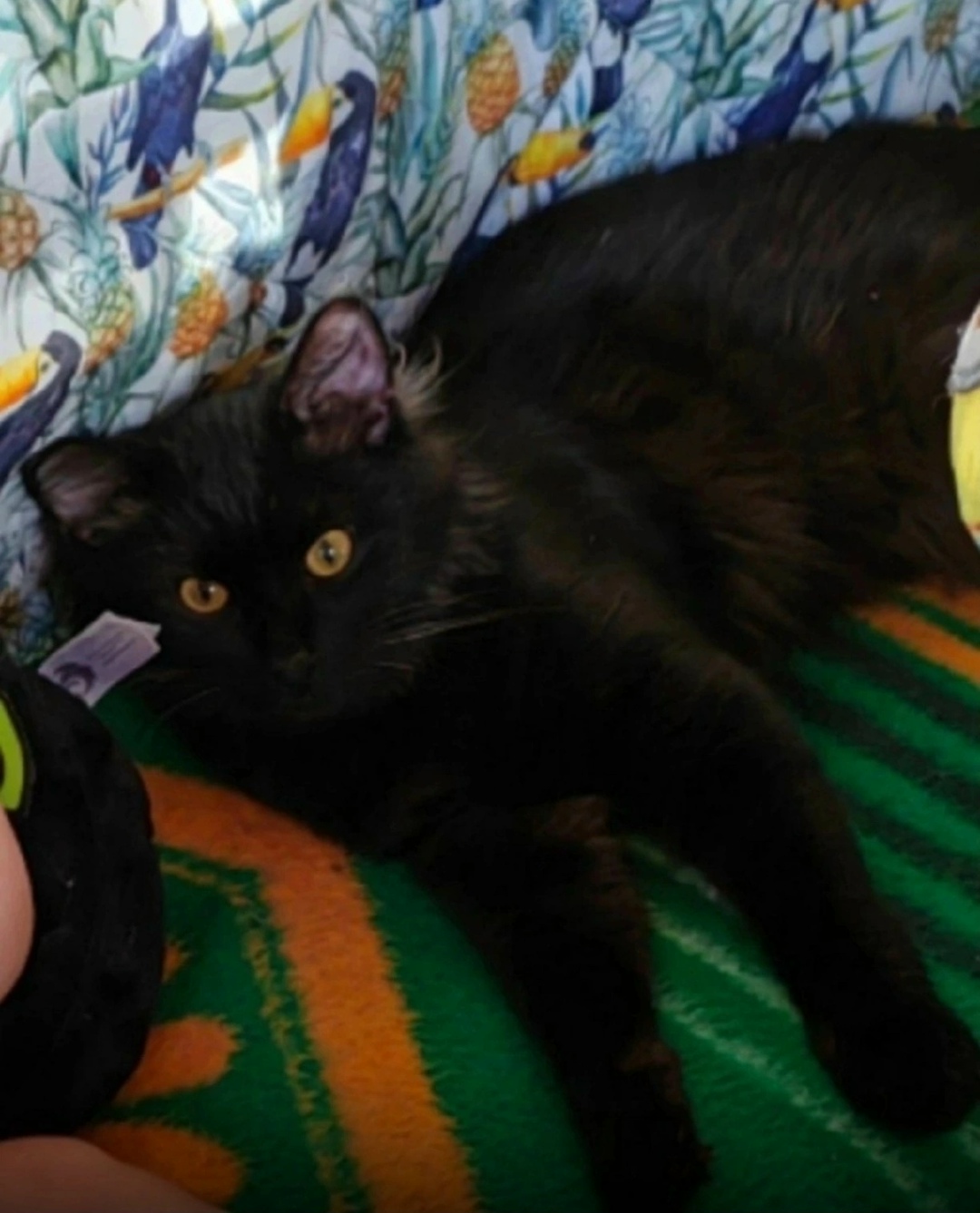 Пропала кошка в Дмитрове — фото объявления