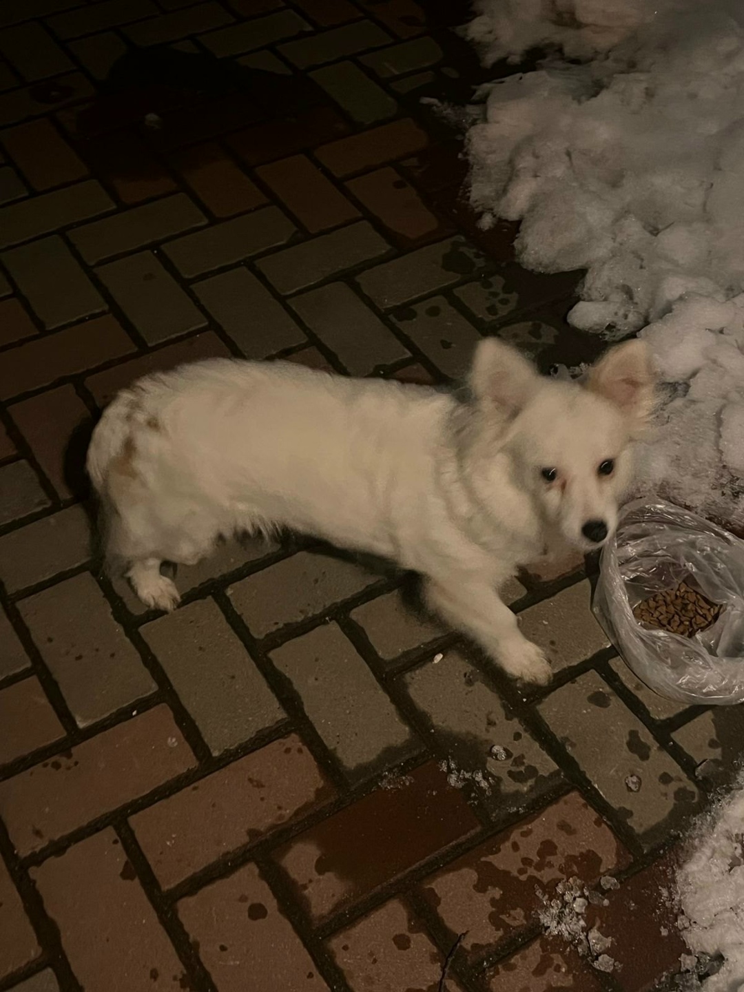 Найдена собака в Дмитрове — фото объявления