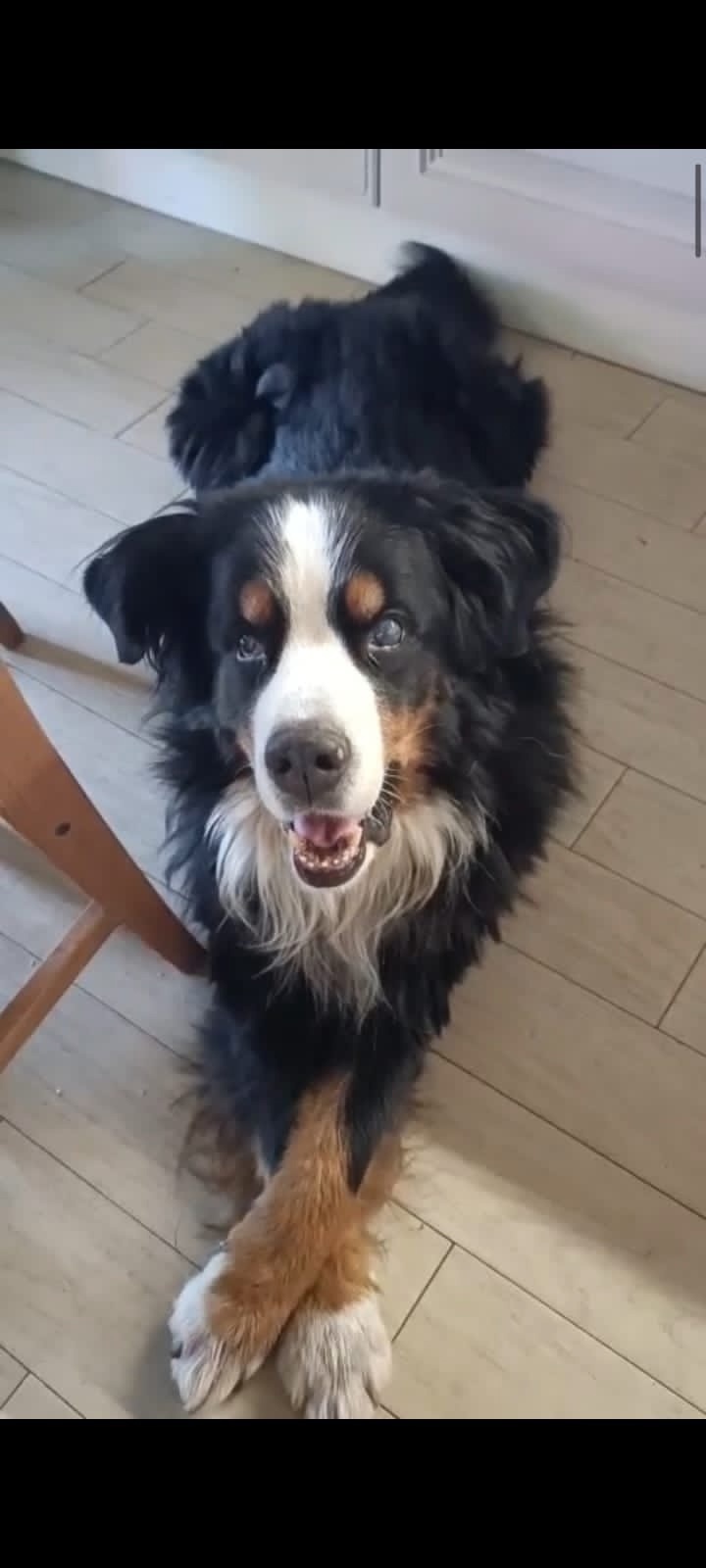 Пропала собака в Дмитрове — фото объявления